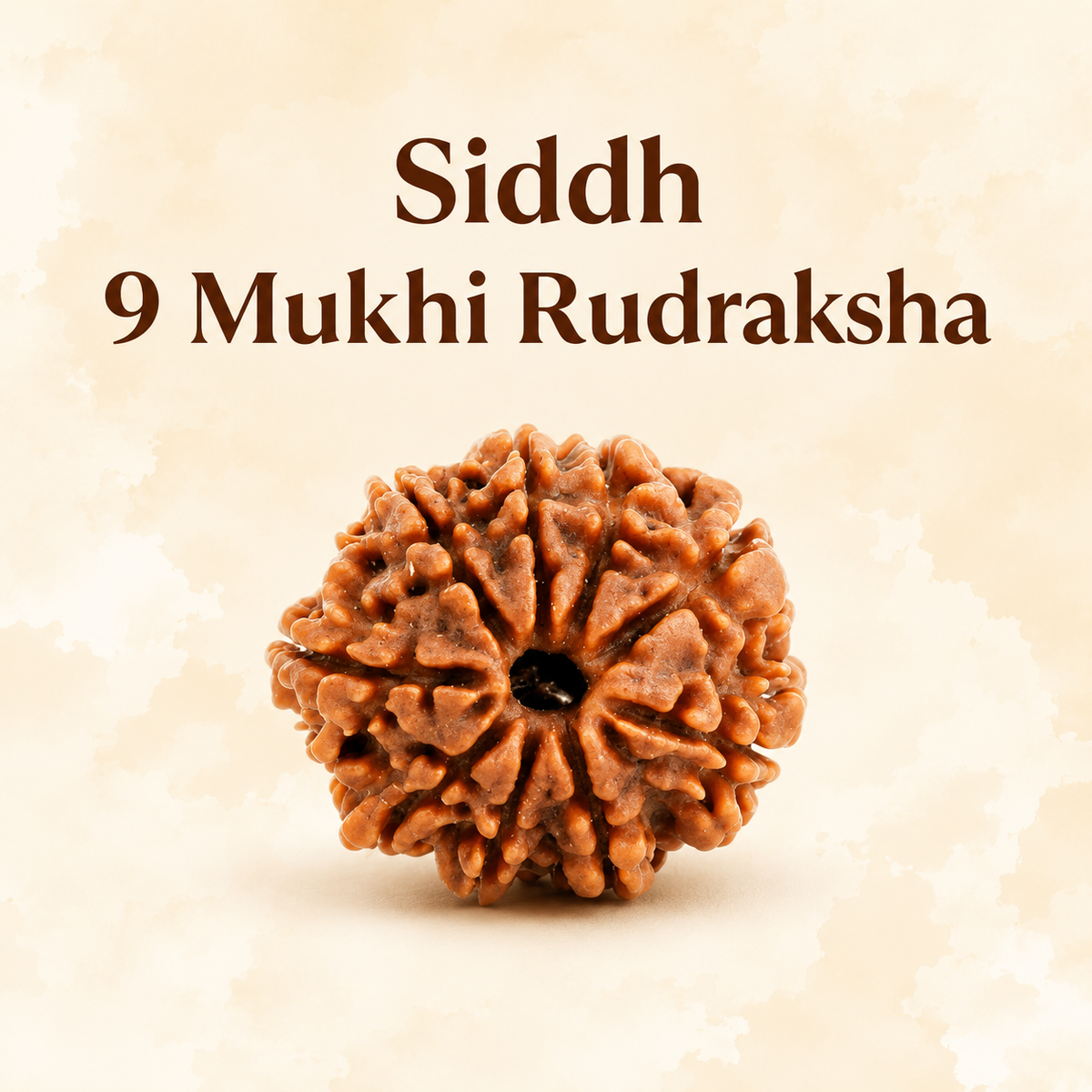 9 Mukhi Rudraksh