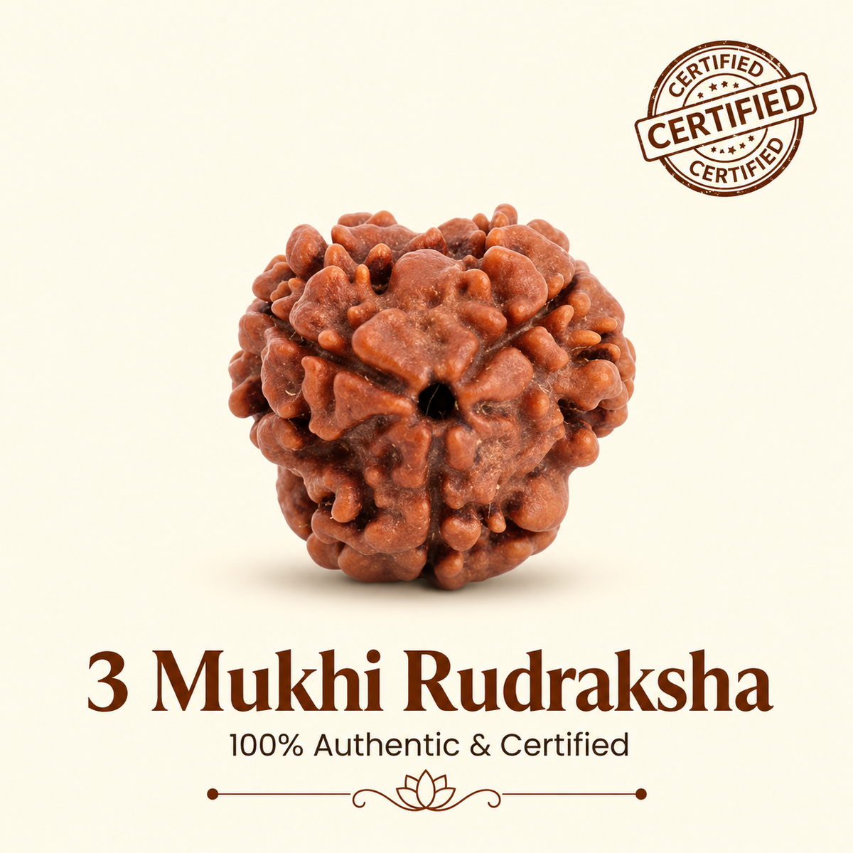 3 Mukhi Rudraksh