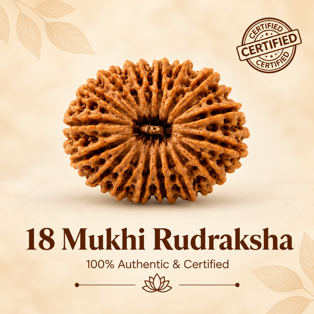 Siddh 18 Mukhi Rudraksha