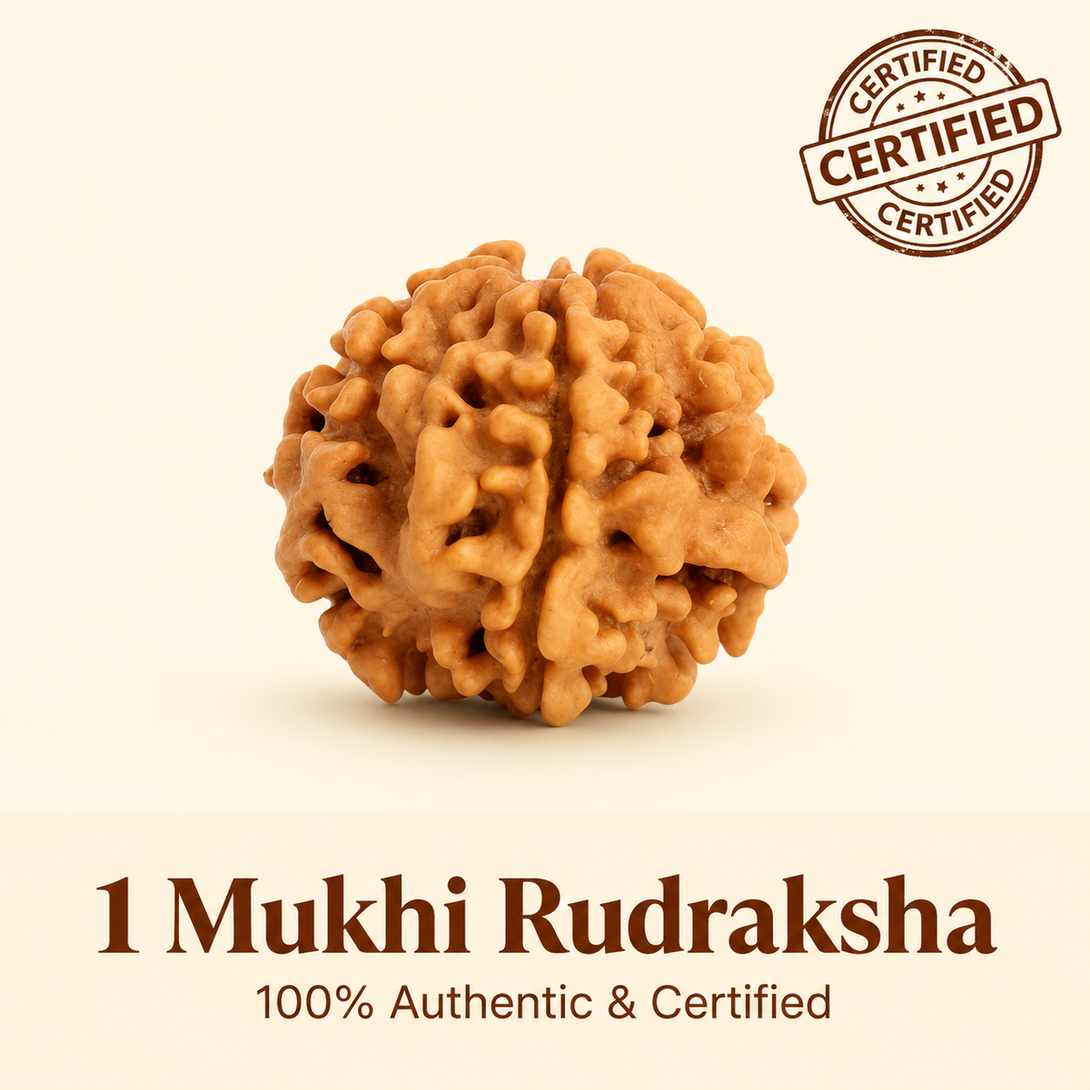 Rare Siddh 1 Mukhi Rudraksha