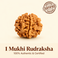 Rare Siddh 1 Mukhi Rudraksha