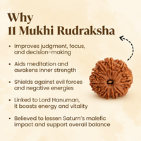 11 Mukhi Rudraksh