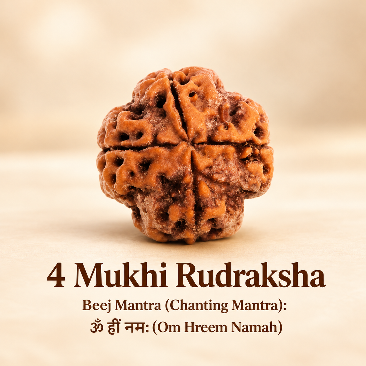 4 Mukhi Rudraksh