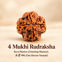 4 Mukhi Rudraksh