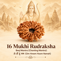 Siddh 16 Mukhi Rudraksha