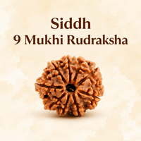 9 Mukhi Rudraksh