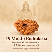 Siddh 19 Mukhi Rudraksha