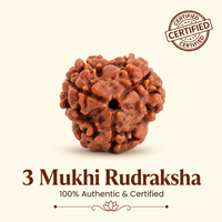 3 Mukhi Rudraksh