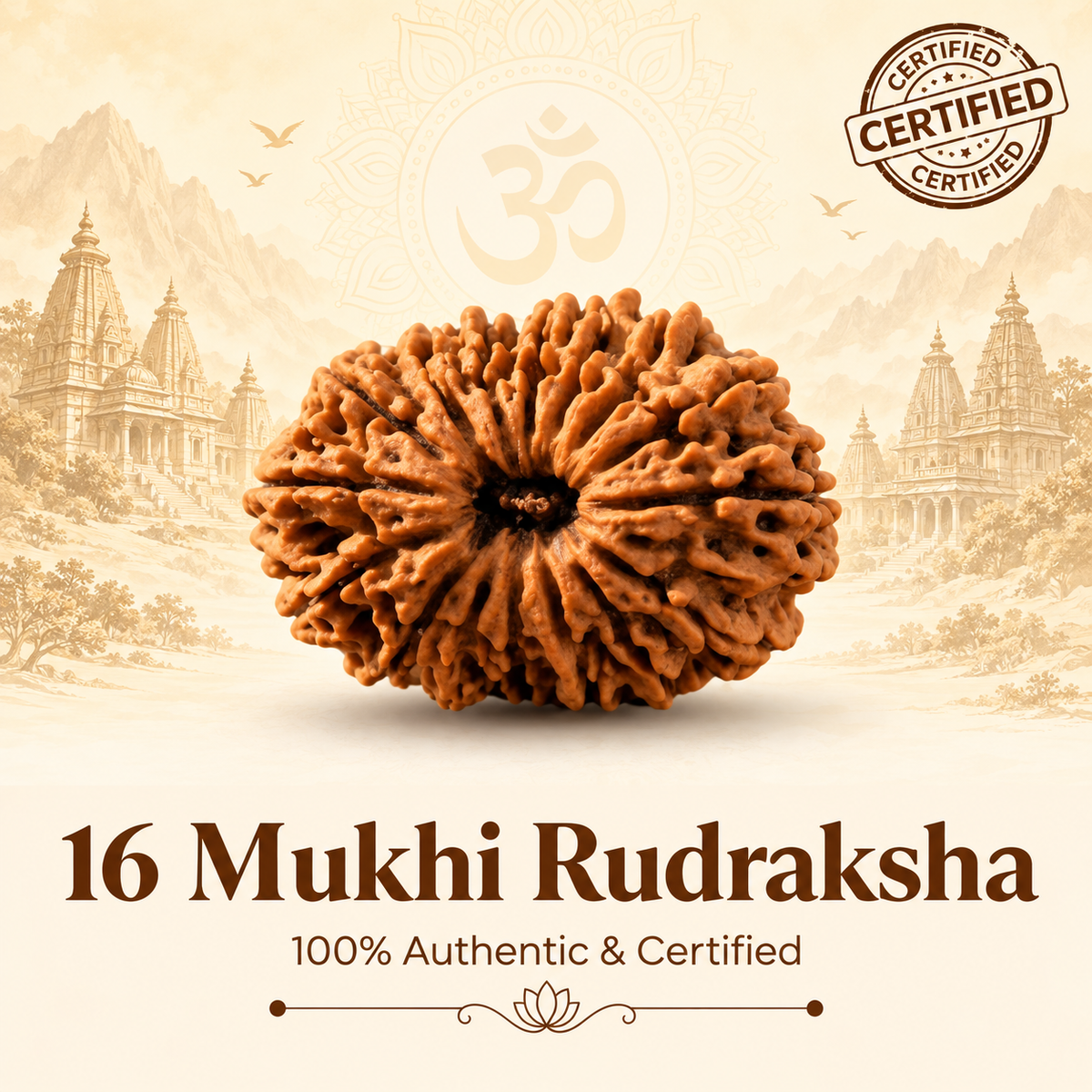 Siddh 16 Mukhi Rudraksha
