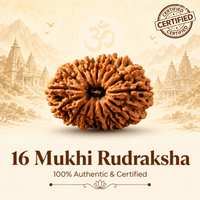 Siddh 16 Mukhi Rudraksha