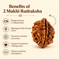 Nepal Origin 2 Mukhi Rudraksha