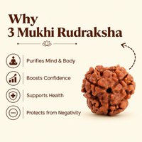 3 Mukhi Rudraksh