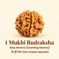 Rare Siddh 1 Mukhi Rudraksha