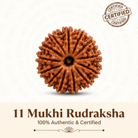11 Mukhi Rudraksh
