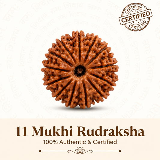 11 Mukhi Rudraksh