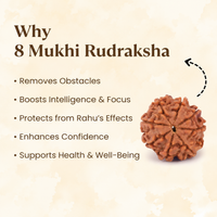 8 Mukhi Rudraksh