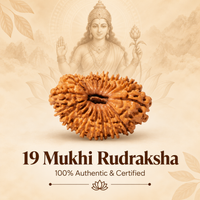 Siddh 19 Mukhi Rudraksha