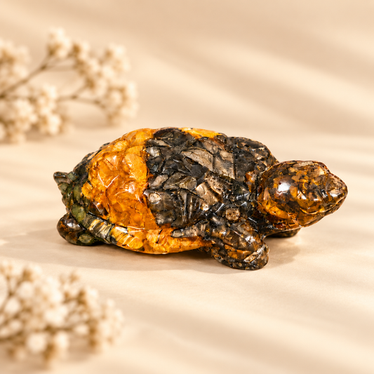 Dhanyog Tortoise (kacchua)