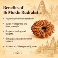 Siddh 16 Mukhi Rudraksha