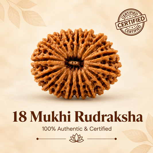 Siddh 18 Mukhi Rudraksha