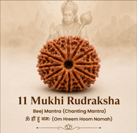 11 Mukhi Rudraksh