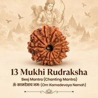 Siddh 13 Mukhi Rudraksha