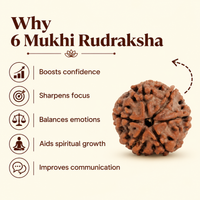 6 Mukhi Rudraksh