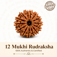 12 Mukhi Rudraksh