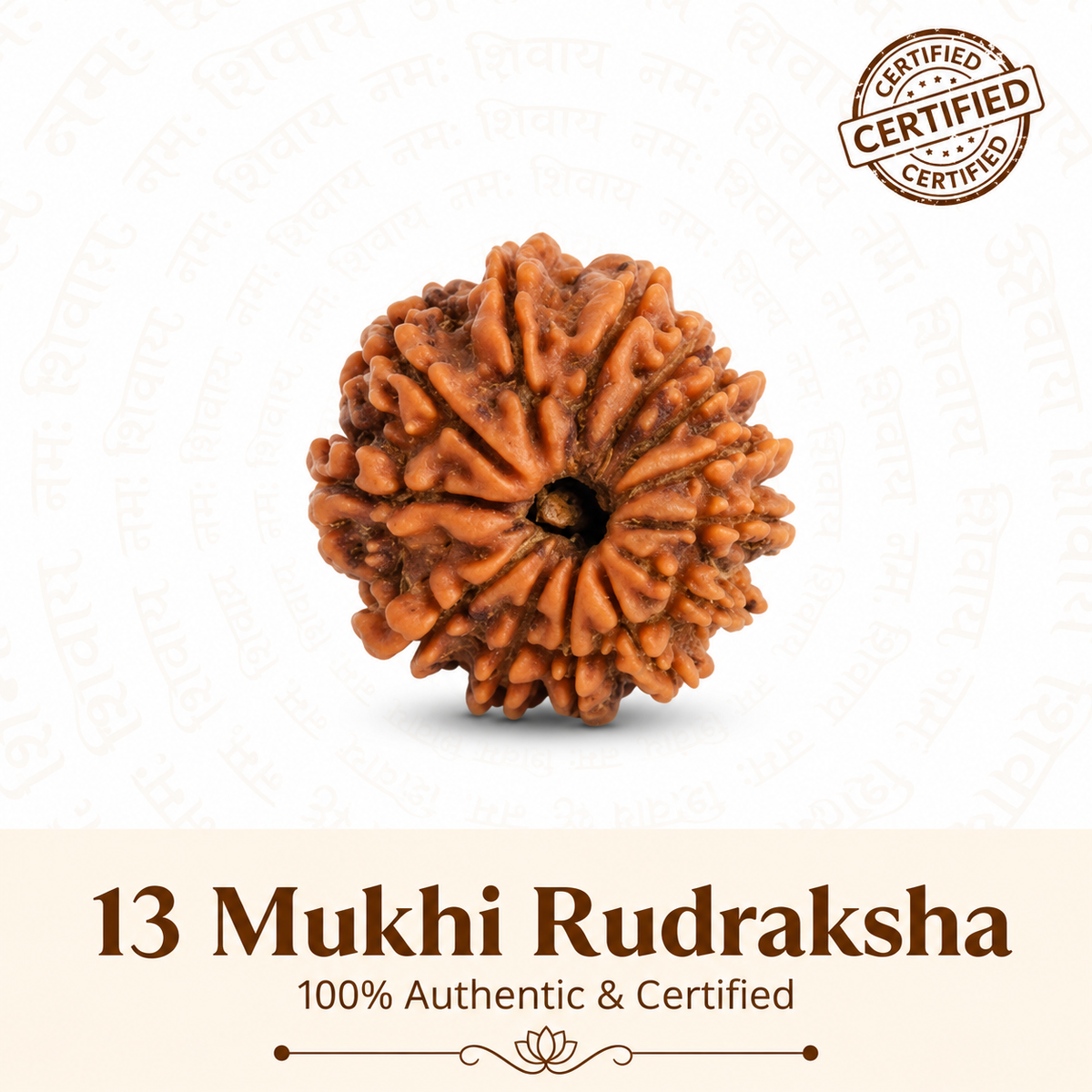 Siddh 13 Mukhi Rudraksha