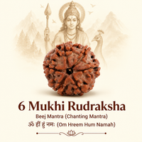 6 Mukhi Rudraksh
