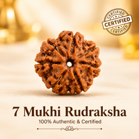 7 Mukhi Rudraksh