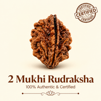 Nepal Origin 2 Mukhi Rudraksha