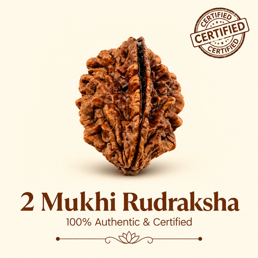 Nepal Origin 2 Mukhi Rudraksha