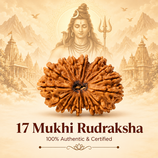 Siddh 17 Mukhi Rudraksha
