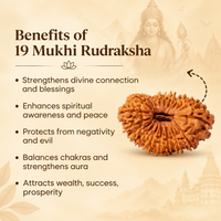 Siddh 19 Mukhi Rudraksha