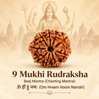 9 Mukhi Rudraksh