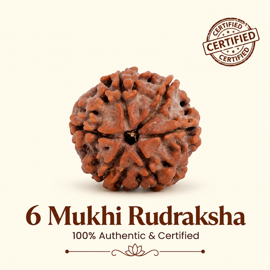 6 Mukhi Rudraksh