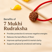 7 Mukhi Rudraksh