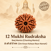 12 Mukhi Rudraksh