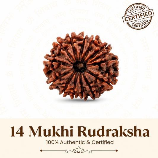 Siddh 14 Mukhi Rudraksha