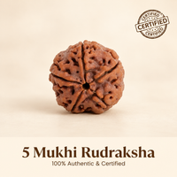 5 Mukhi Rudraksha Bracelet